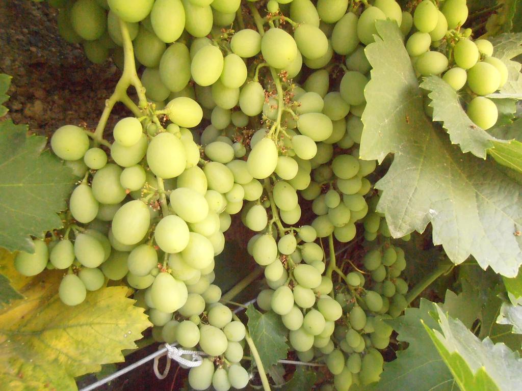 Alojamiento Rural Torre Hueca Pinos Puente Phòng bức ảnh